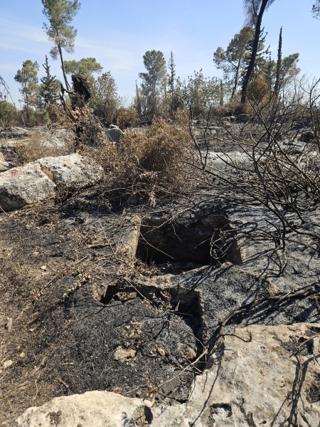קובץ:2025-05-07T15 36 40.78108153395.jpg
