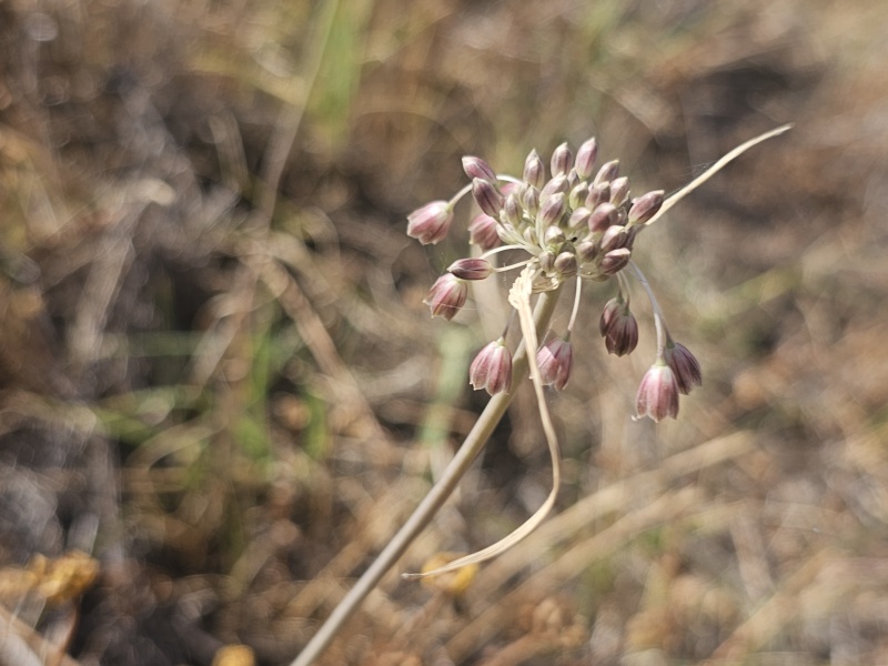 קובץ:2025-05-07T17 05 00.331424836331.jpg