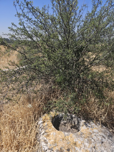 קובץ:2025-05-08T10 30 00.477088912105.jpg