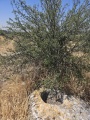 תמונה ממוזערת לגרסה מתאריך 07:08, 8 במאי 2025