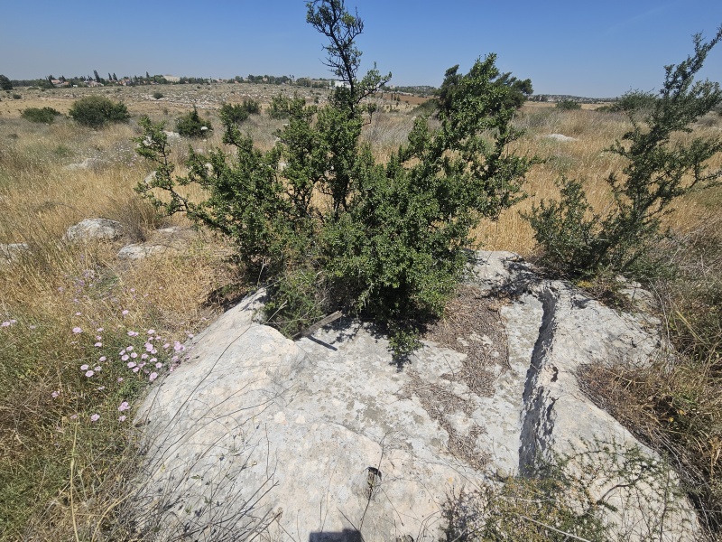 קובץ:2025-05-08T11 45 11.461243358357.jpg