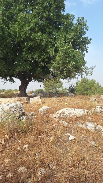 קובץ:2025-05-12T08 43 46.181935857676.jpg
