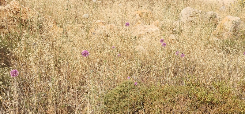 קובץ:2025-05-15T09 03 28.96017410599.jpg