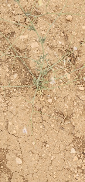 קובץ:2025-05-15T18 13 22.5893863473.jpg