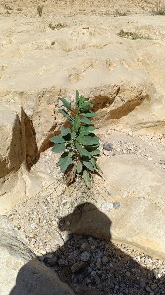 קובץ:2025-05-16T09 35 05.363871891630.jpg