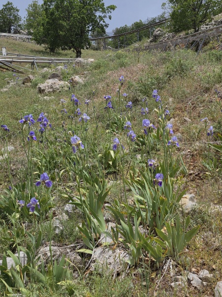 קובץ:2025-05-18T12 06 39.240069230981.jpg