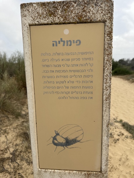 קובץ:2025-05-18T14 33 33.624095909583.jpg