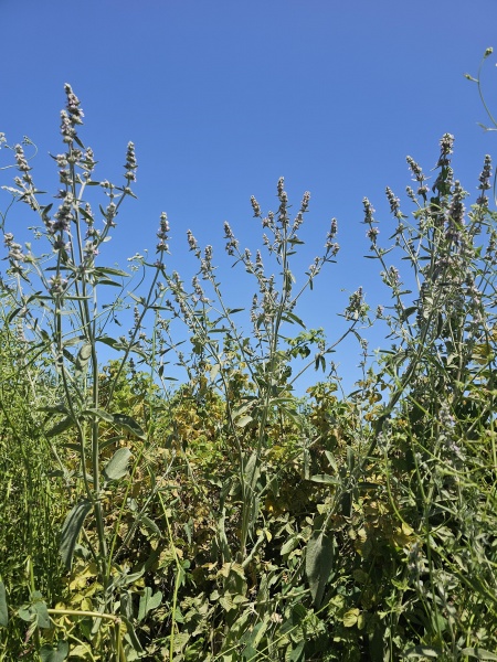 קובץ:2025-05-19T12 02 16.707617181069.jpg