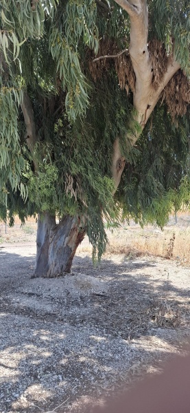 קובץ:2025-05-21T12 06 41.690897337146.jpg