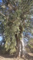 תמונה ממוזערת לגרסה מתאריך 14:13, 27 במאי 2025