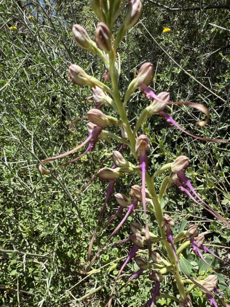 קובץ:2025-05-28T13 24 12.883914586939.jpg