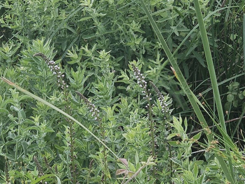 קובץ:2025-05-29T09 30 27.927525963643.jpg