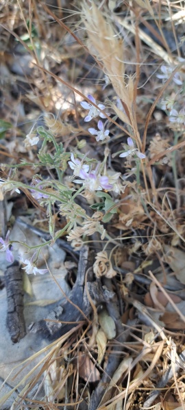 קובץ:2025-05-30T14 55 18.758358380545.jpg