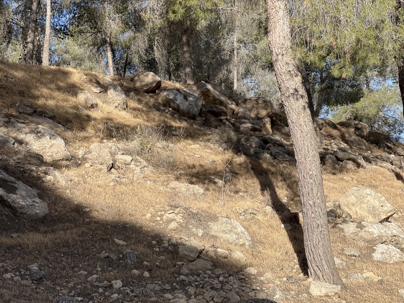 קובץ:2025-05-31T07 23 43.903464593031.jpg