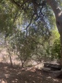 תמונה ממוזערת לגרסה מתאריך 12:35, 31 במאי 2025