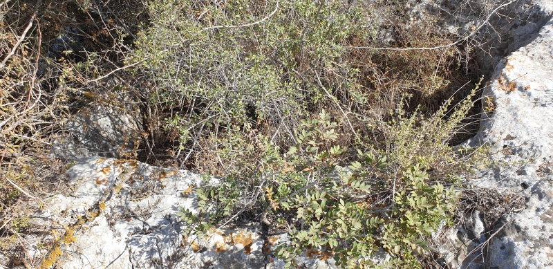 קובץ:2025-05-31T16 57 43.116630595867.jpg