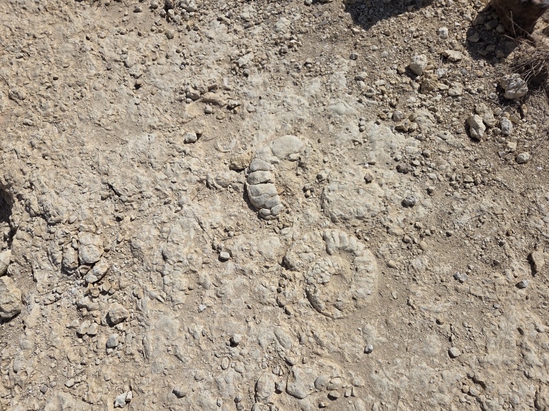קובץ:2025-06-02T15 38 21.363805763615.jpg