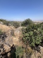 תמונה ממוזערת לגרסה מתאריך 12:12, 3 ביוני 2025