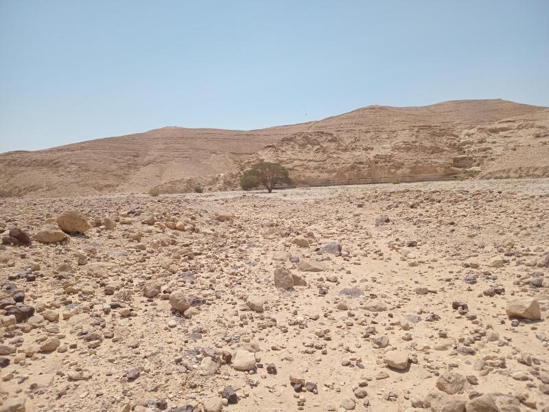 קובץ:2025-06-04T10 59 53.16077126491.jpg