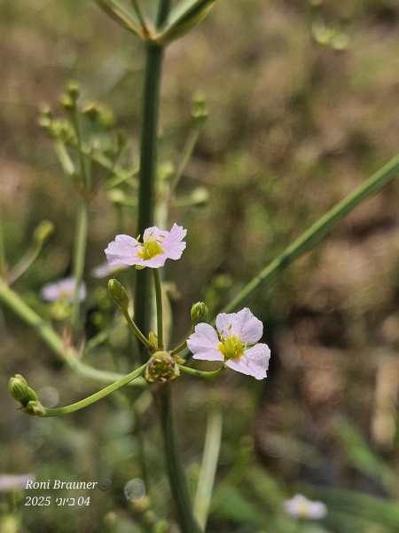 קובץ:2025-06-04T12 15 36.44907697085.jpg