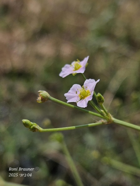 קובץ:2025-06-04T12 15 47.683187397681.jpg