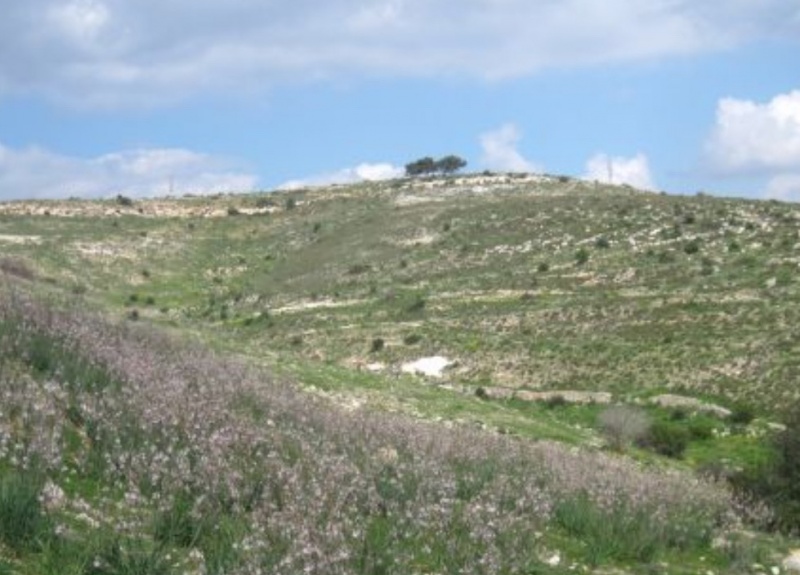 קובץ:2025-06-08T09 21 03.002345415329.jpg