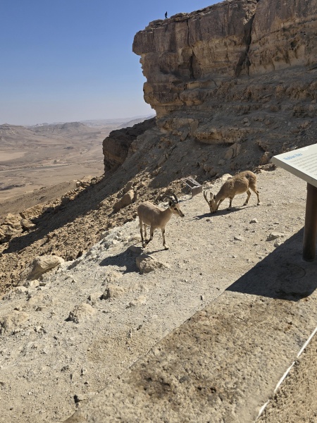 קובץ:2025-06-09T07 24 04.118435204494.jpg