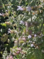 תמונה ממוזערת לגרסה מתאריך 20:39, 11 ביוני 2025