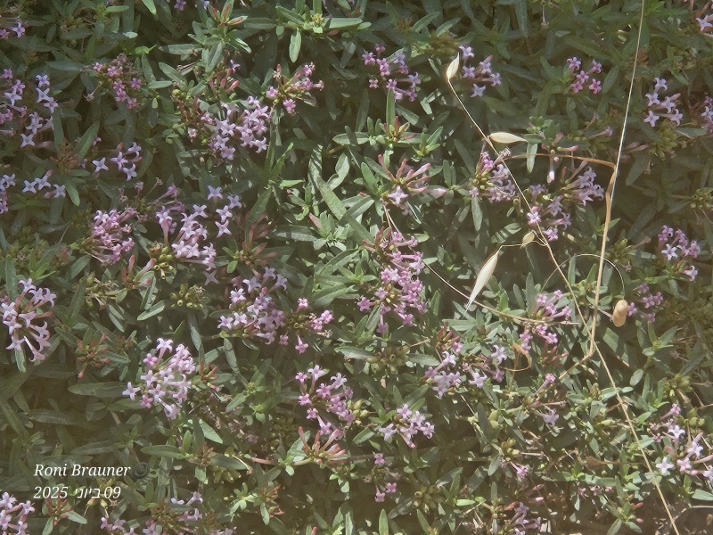 קובץ:2025-06-09T11 20 47.804641587903.jpg