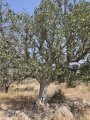 תמונה ממוזערת לגרסה מתאריך 09:08, 10 ביוני 2025