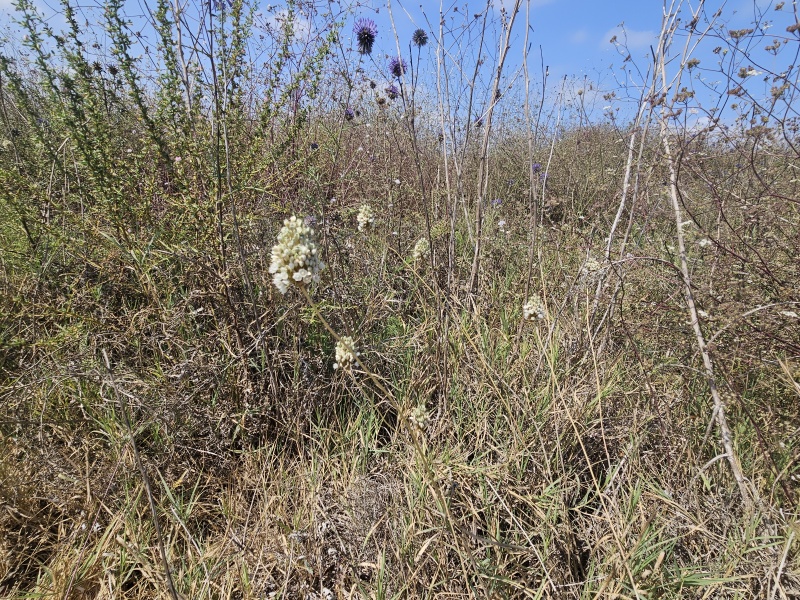 קובץ:2025-06-11T10 11 38.763967661712.jpg