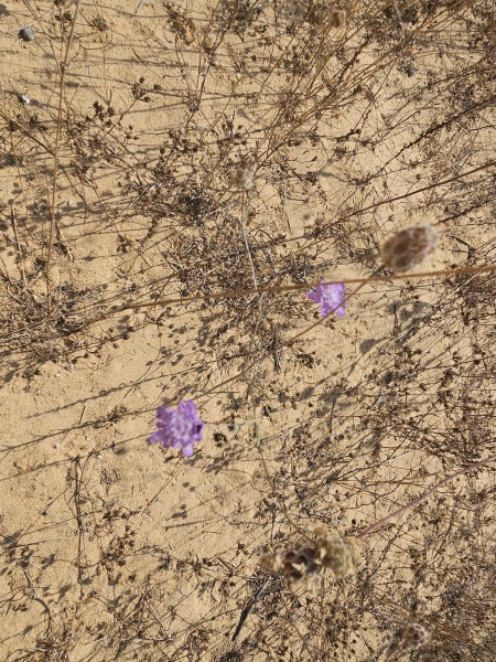 קובץ:2025-06-11T16 05 29.530858698219.jpg
