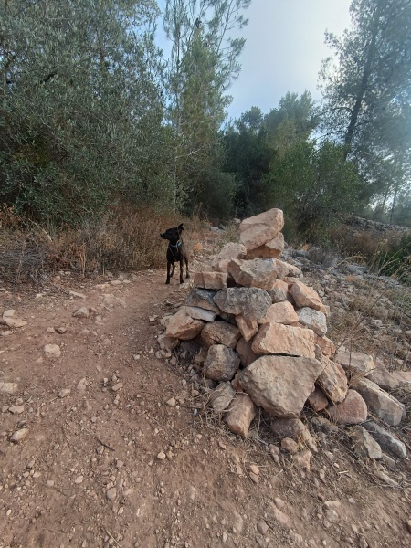 קובץ:2025-06-16T06 26 32.618353828450.jpg