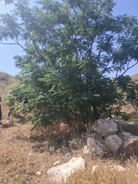 קובץ:2025-06-18T10 27 14.515829697730.jpg