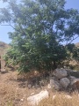 תמונה ממוזערת לגרסה מתאריך 07:03, 18 ביוני 2025