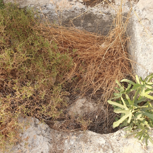 קובץ:2025-06-23T18 47 21.729958515087.jpg