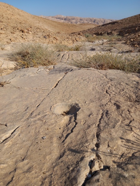 קובץ:2025-06-27T07 55 43.531906882831.jpg