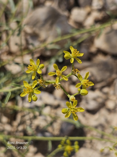 קובץ:2025-06-30T10 00 14.797603113348.jpg