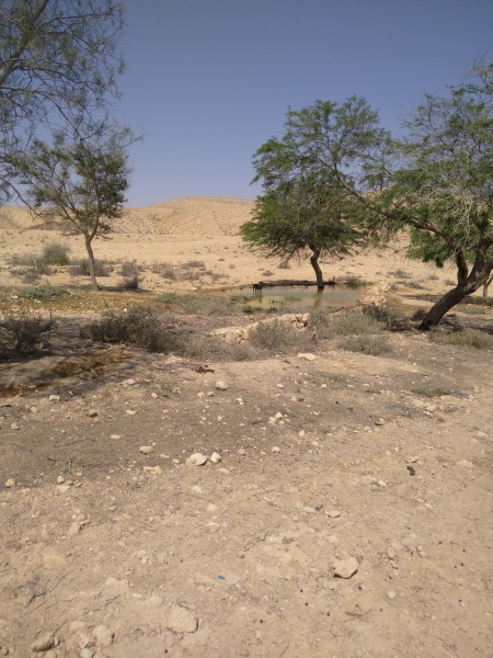 קובץ:2025-07-02T10 18 49.660416213304.jpg