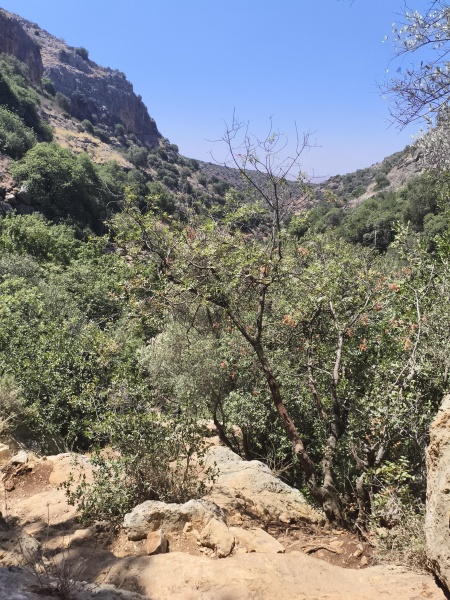 קובץ:2025-07-02T10 53 51.850309501343.jpg