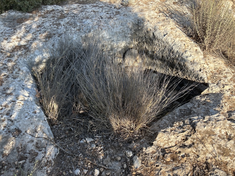 קובץ:2025-07-02T17 44 51.598722658128.jpg