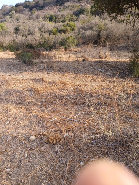 קובץ:2025-07-03T07 04 10.890213906193.jpg
