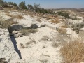 תמונה ממוזערת לגרסה מתאריך 07:42, 4 ביולי 2025