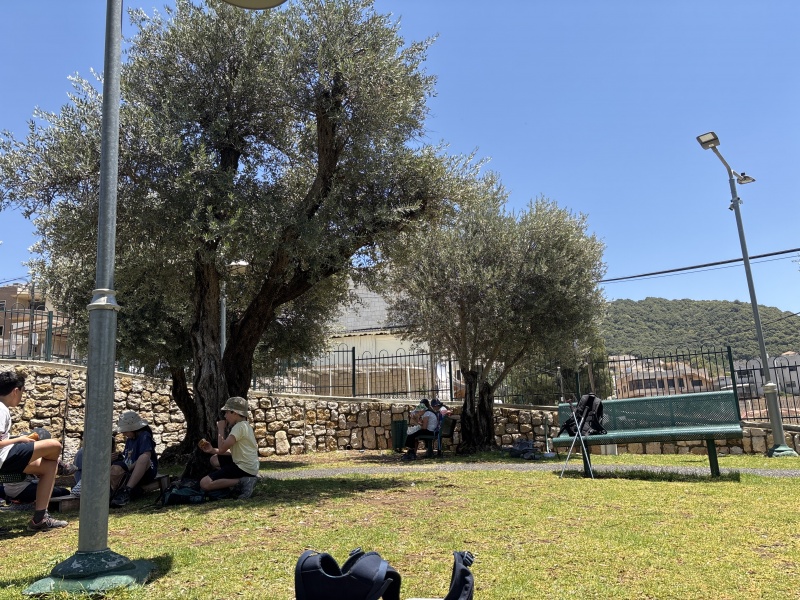 קובץ:2025-07-08T13 04 27.450282519734.jpg
