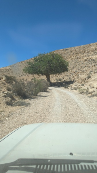 קובץ:2025-07-09T10 38 09.026344140940.jpg