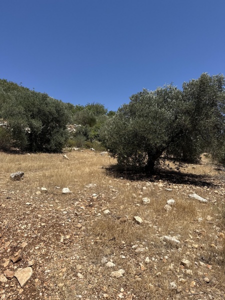 קובץ:2025-07-09T13 59 31.038171861650.jpg