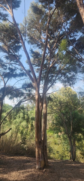 קובץ:2025-07-10T08 35 03.187448176874.jpg