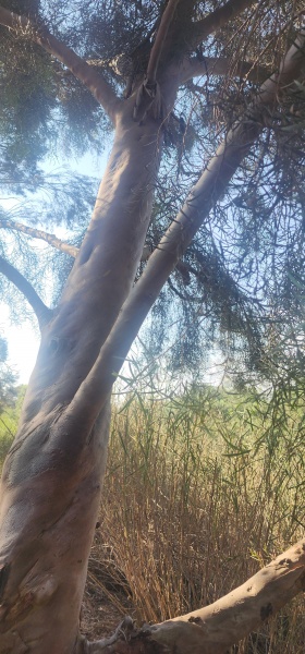 קובץ:2025-07-10T08 38 37.052992266254.jpg