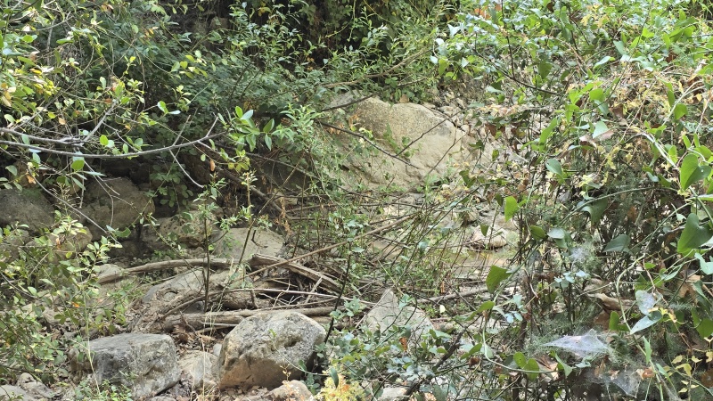 קובץ:2025-07-10T09 42 18.77812675185.jpg
