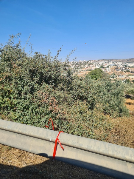 קובץ:2025-07-11T16 35 38.058596408651.jpg